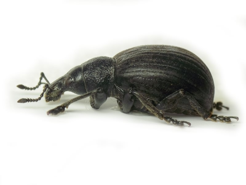 Liophloeus gibbus Boheman, 1842